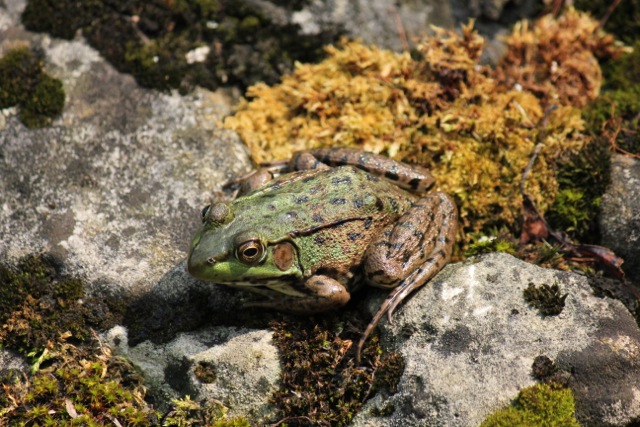 frog1