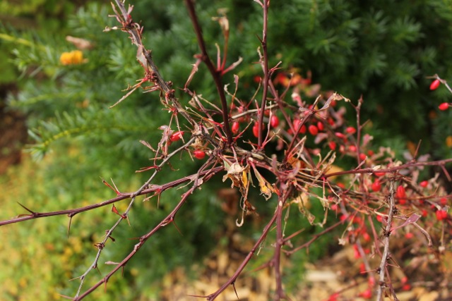 barberry1