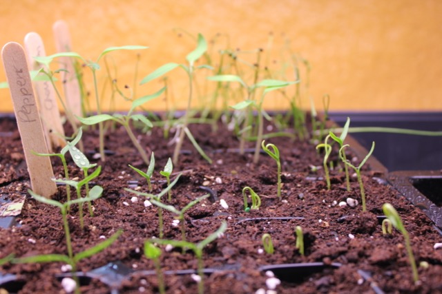 Seedlings1