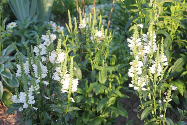 White-obedient plant