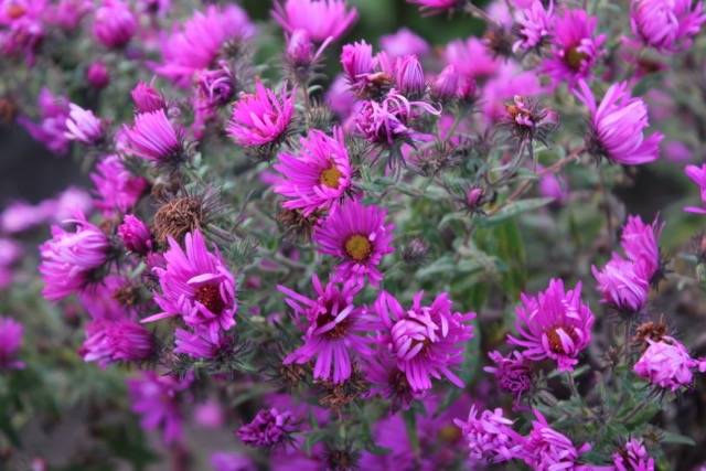 Fall bloom aster