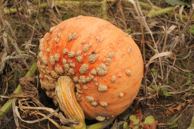 Fall Warty Pumpkin