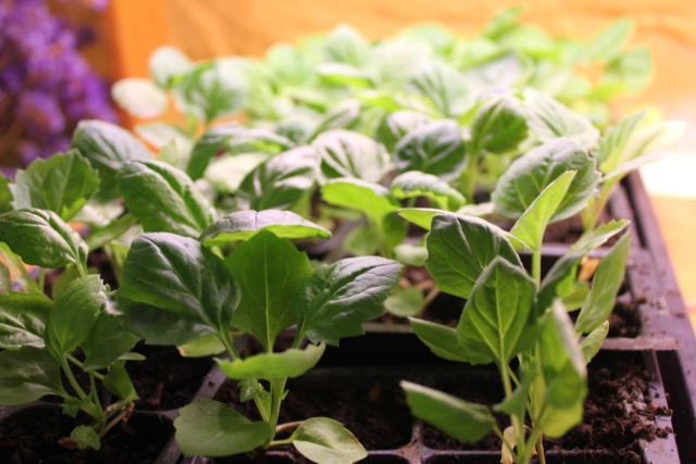 bigleaf aster seedlings