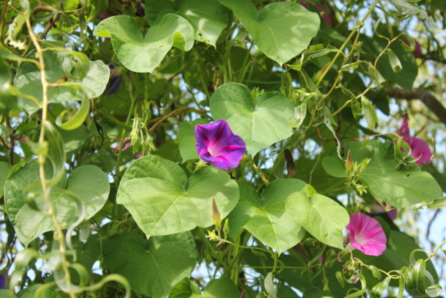 Morning glory willow