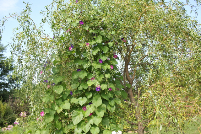 Morning glory willow